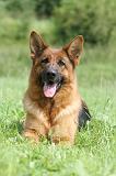 BERGER ALLEMAND 801